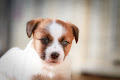 ADONNEZ CHIOT JACK RUSSELL TERRIER