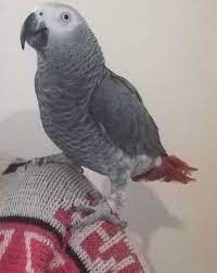 A donner, magnifique perroquet gris du gabon femelle