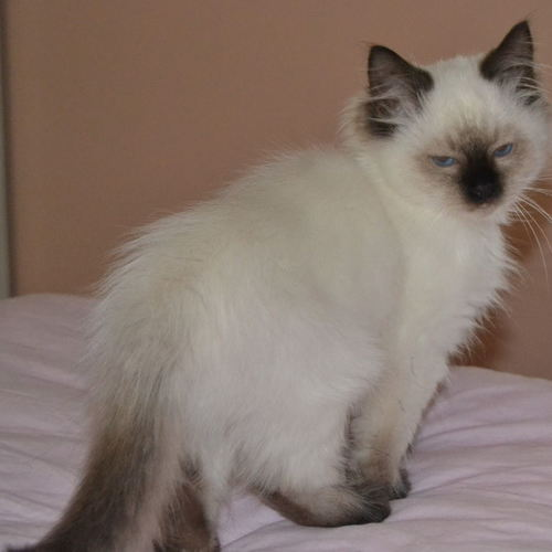 superbe chaton ragdoll 