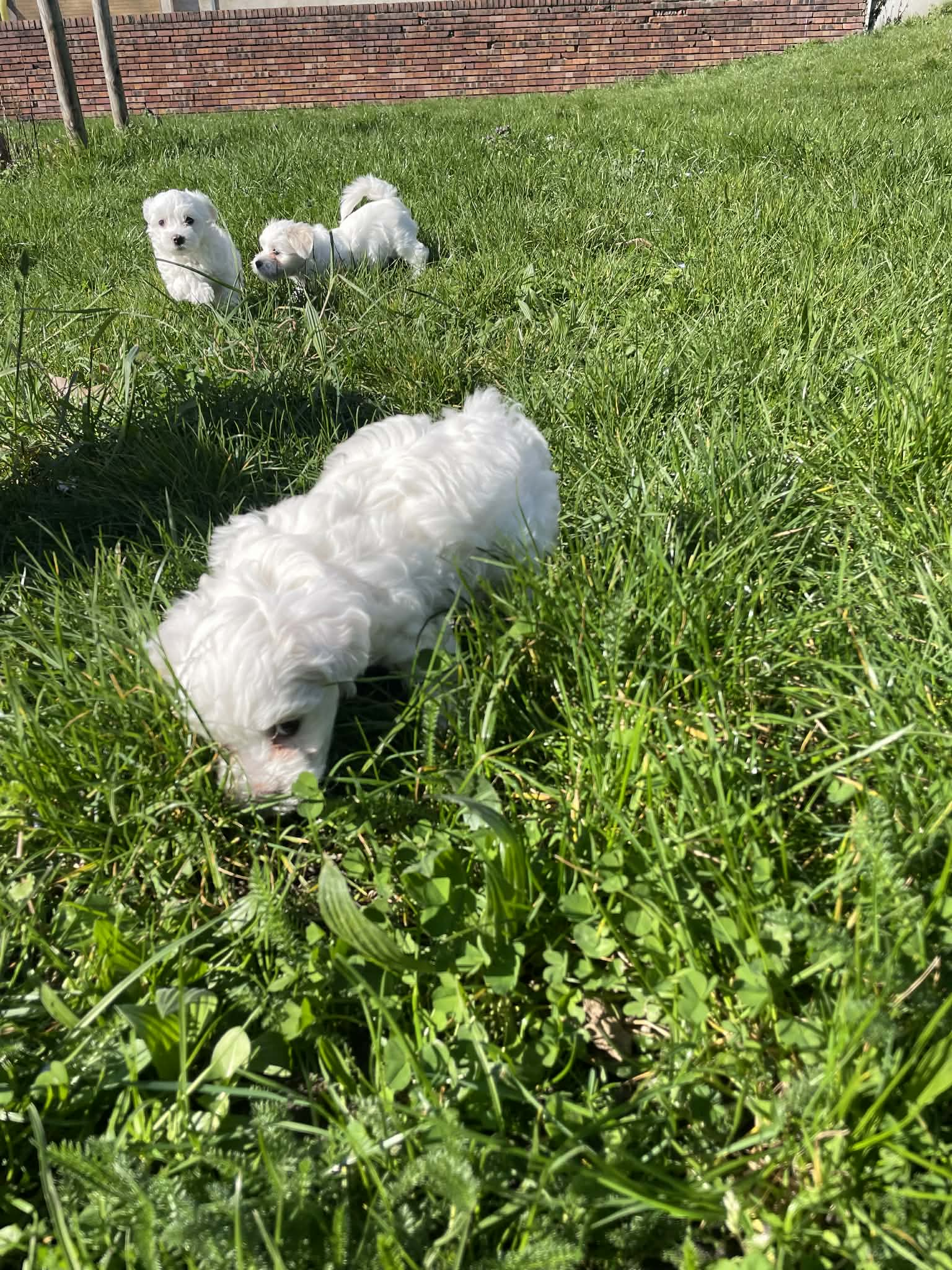 Adorable Bichon Maltais à vendre