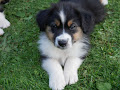 A donnez Chiot  Berger Australien Femelle