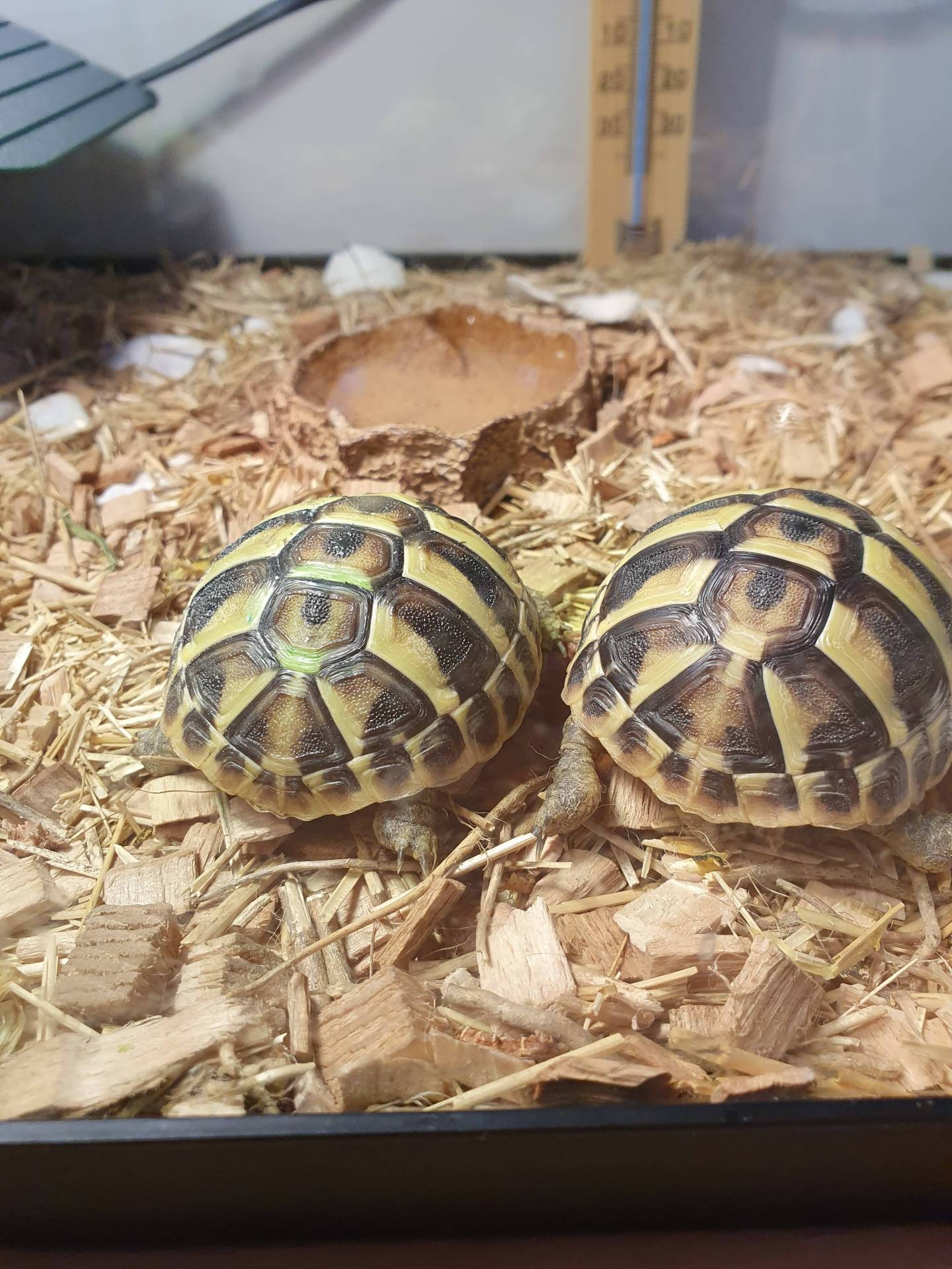 Superbes Tortues terrestres Hermann Testudo Hermanni Hermanni