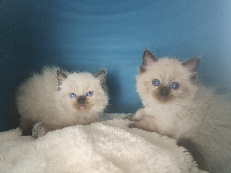 chatons ragdoll male et femelle