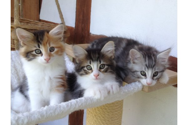 Chatons norvégiens LOOF.