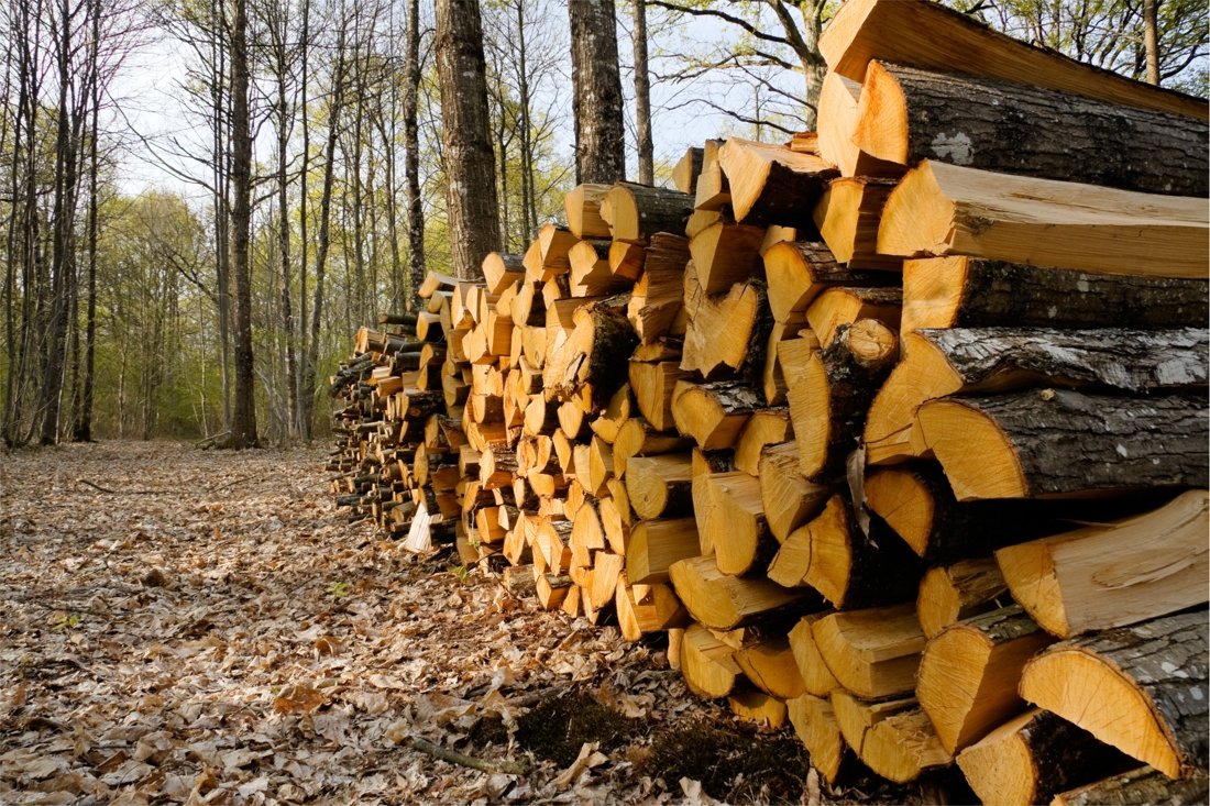 Vente des bois sec