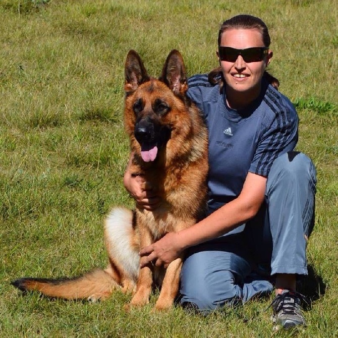 Disponible pour vos ventes des chiens berger allemand