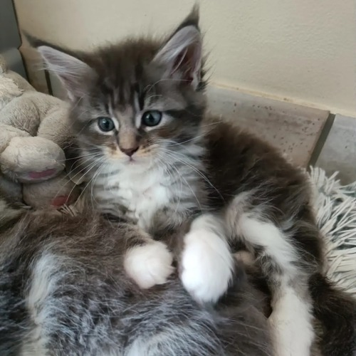 chatons maine coon