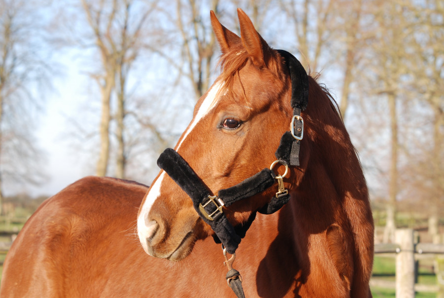 Cheval Baroque