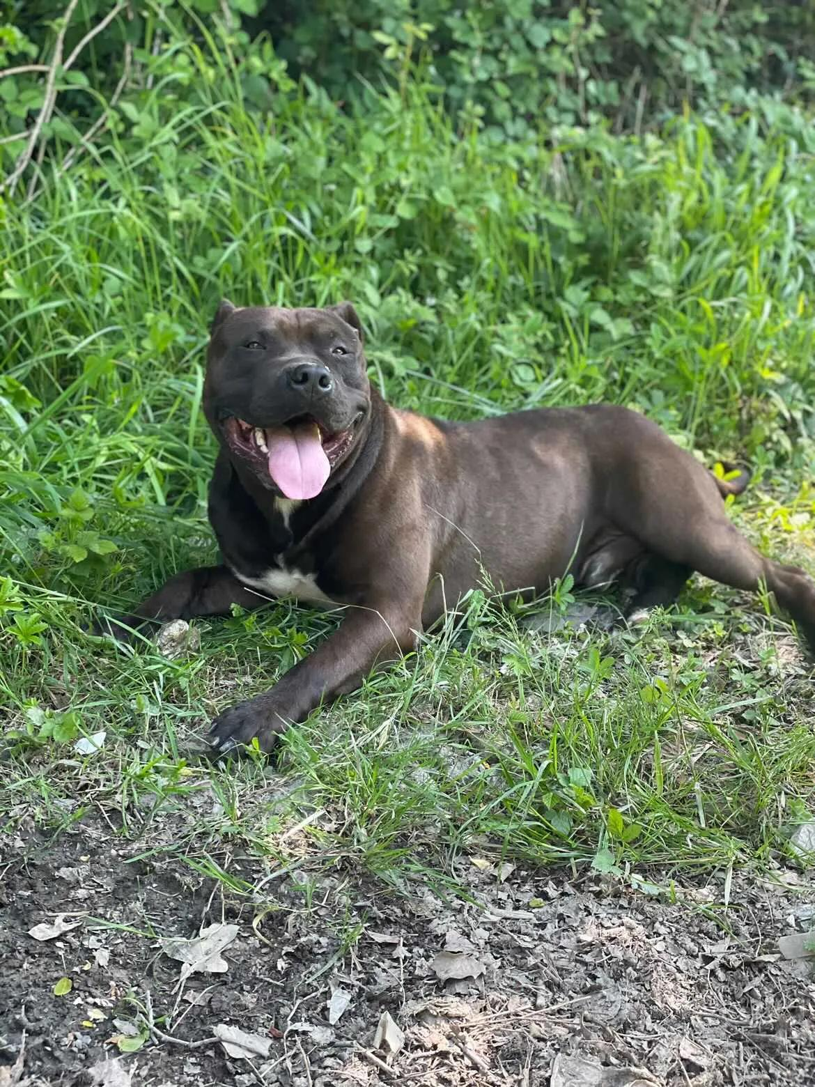 Chien Pitbull