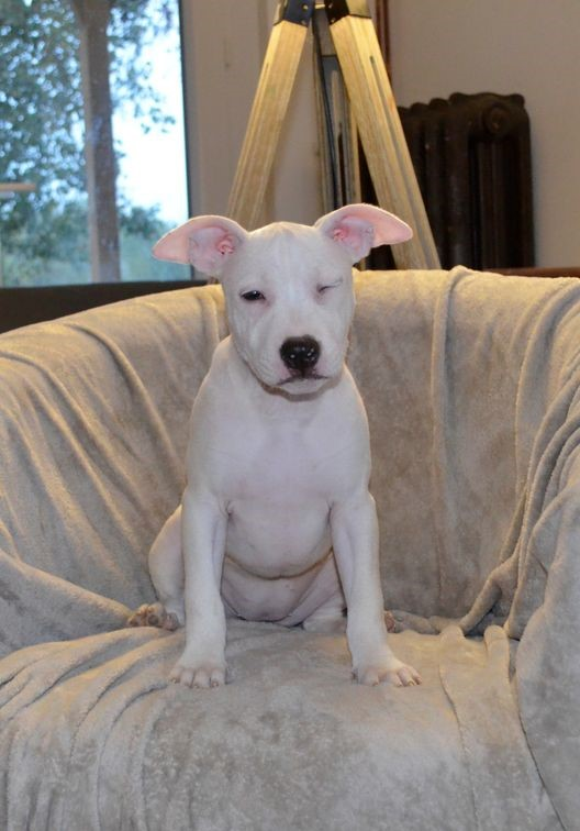 ADORABLE CHIOT AMERICAIN STAFF A DONNER POUR NOEL