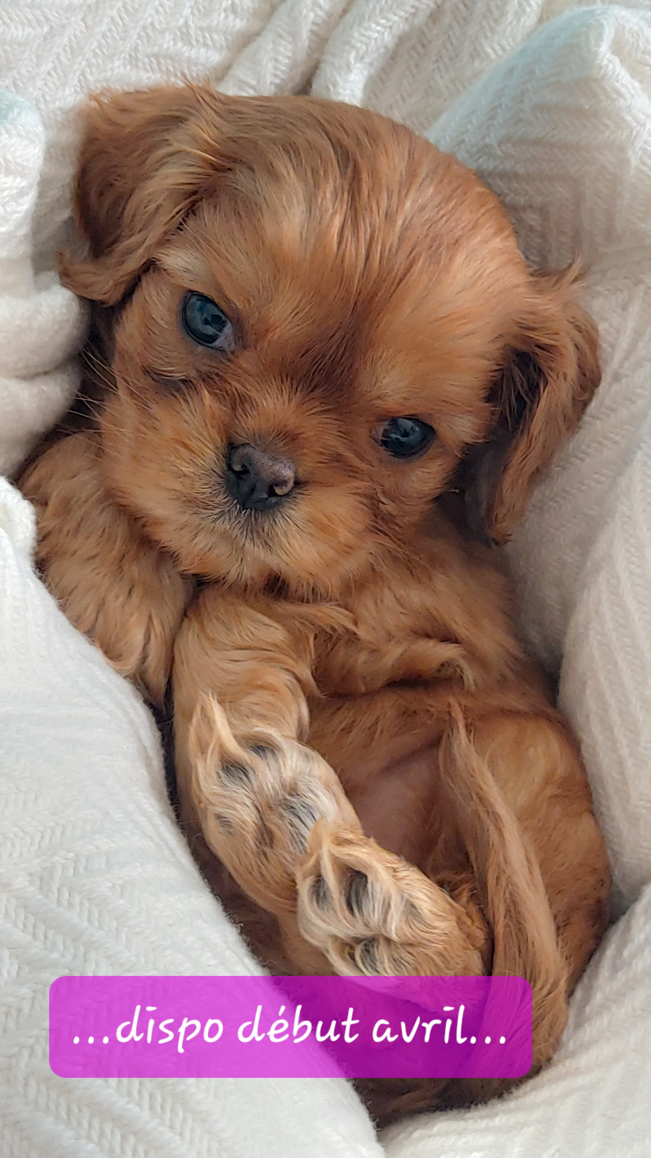Chiots cavaliers king charles rubis