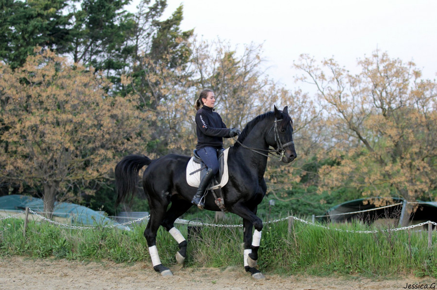 Vente de cheval