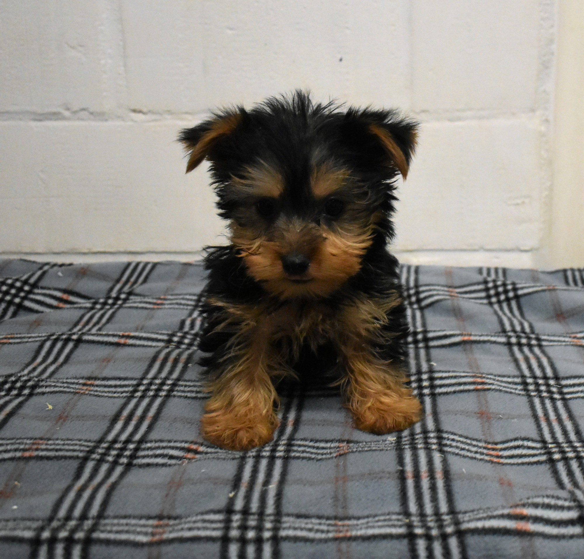Donne chiots yorkshire contre bon soins