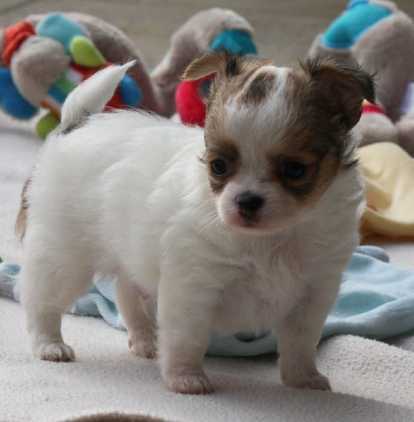 Une petite chiots chihuahua femelle poils long