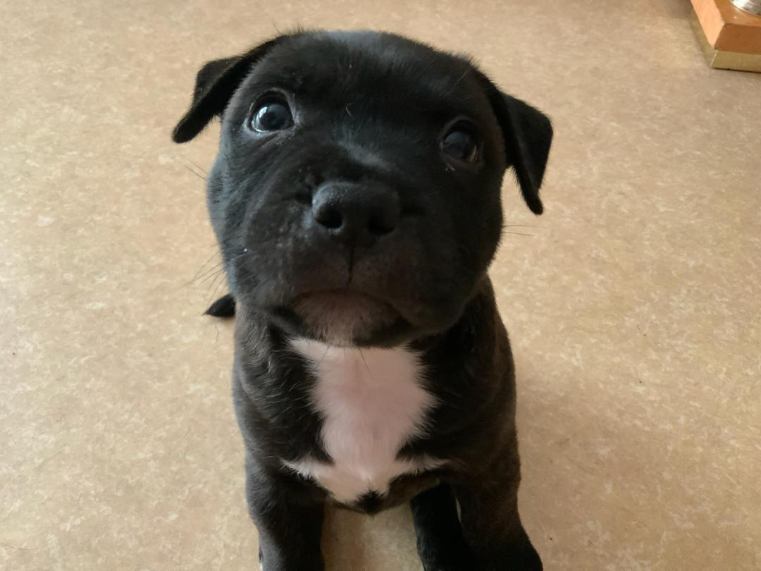 Staffie deux chiots male femelle