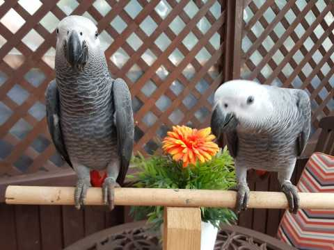 Magnifique couple perroquets Gris du gabon