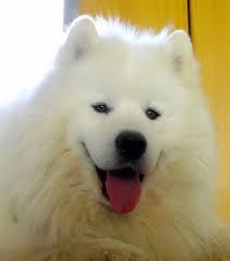 Chien 🐕 norvégien à vendre