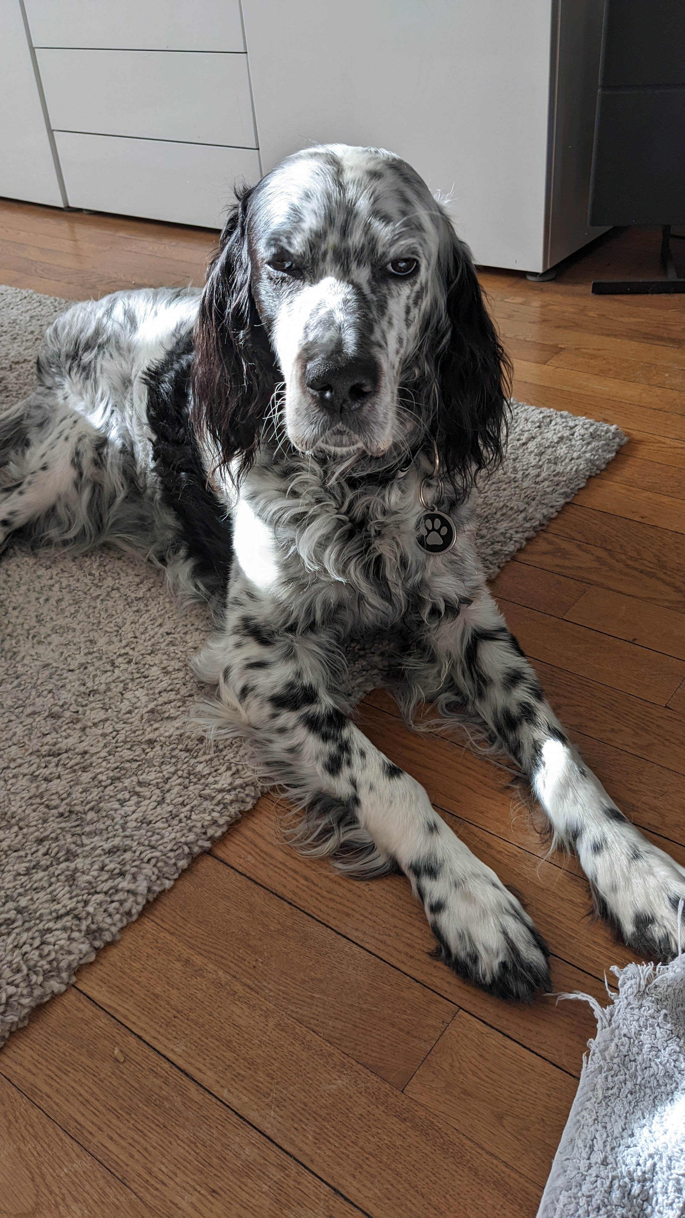 Animaux : chien, chat