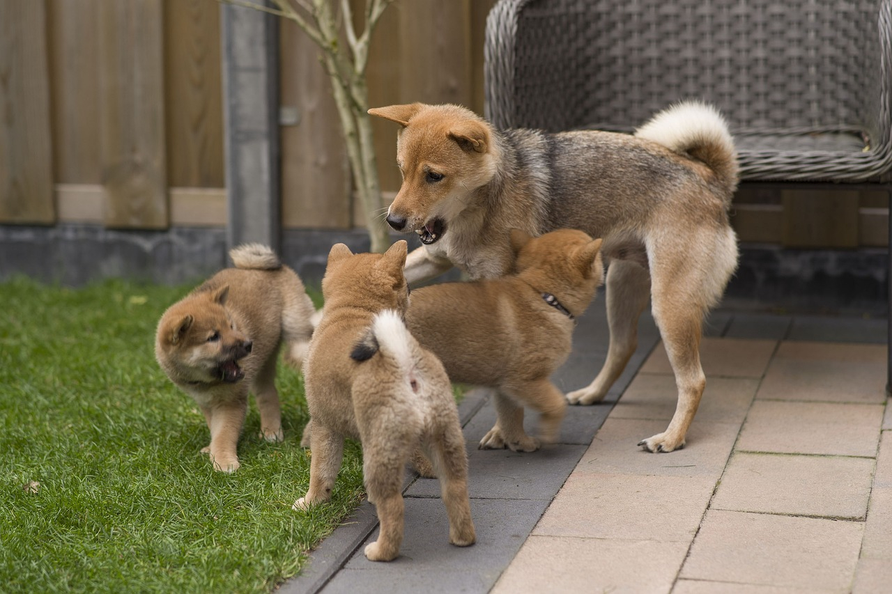 Chiots Shiba inu disponibles contre bons soins