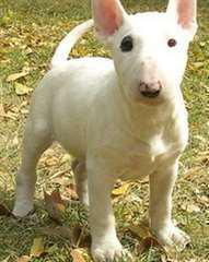 Bull terrier cherche 1 nouvelle famille d'accueil