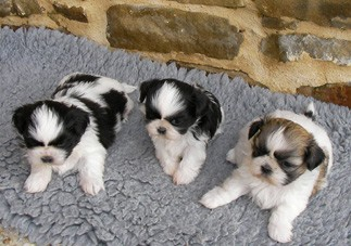Chiots shih tzu lof