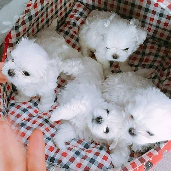 Chiots bichon maltais