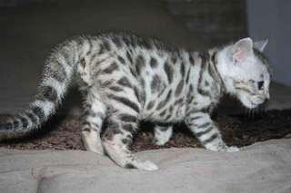 A donner chaton tigré bengal urgemment