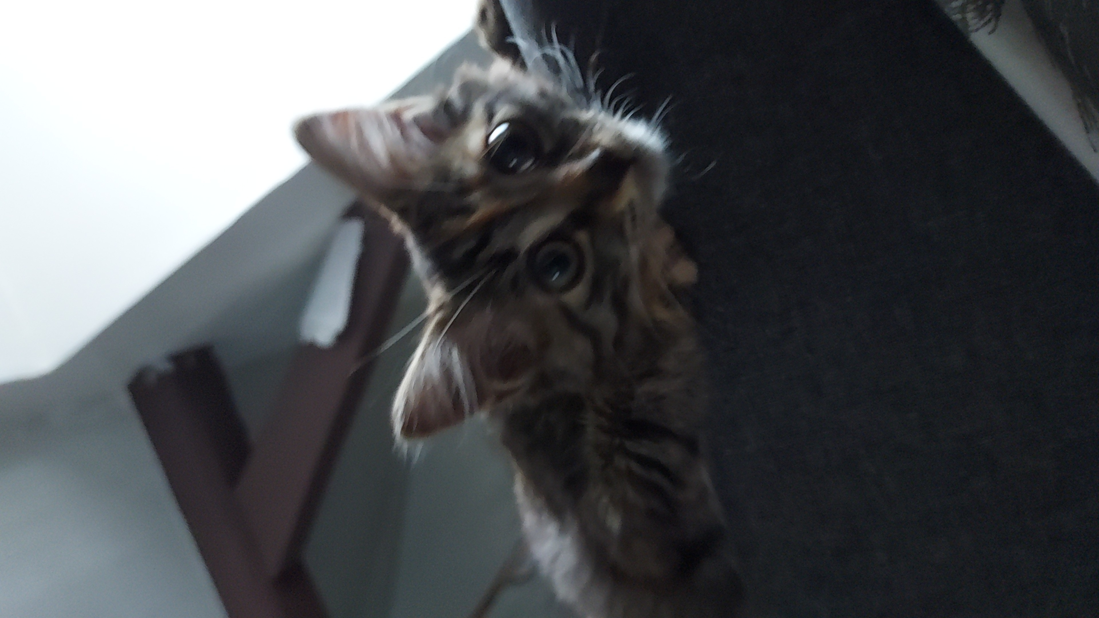 Je donne une beau chat