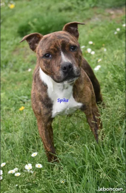 Jeune Staffordshire Bull Terrier Staffie Staffy