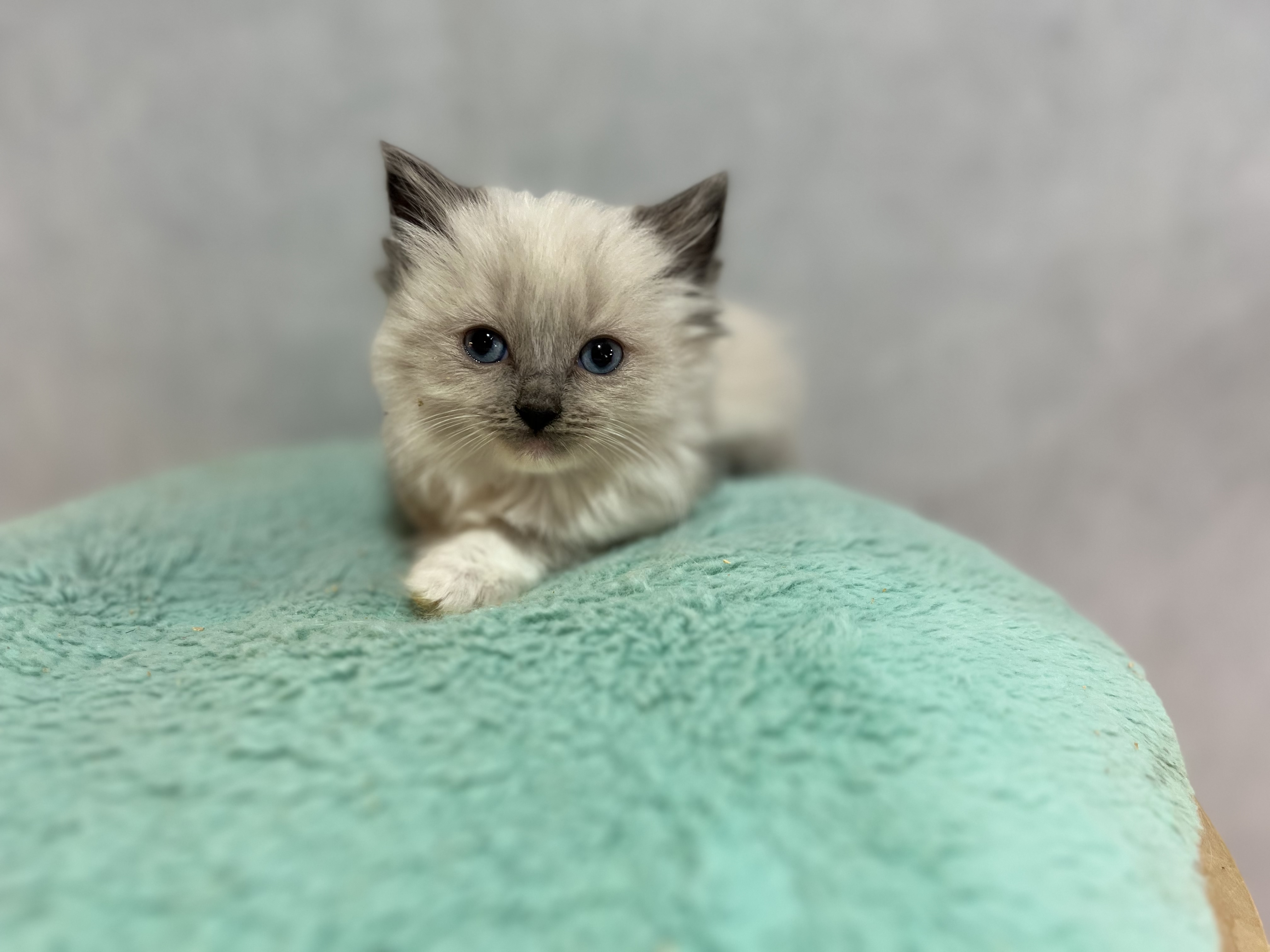 Chaton ragdoll disponible de suite