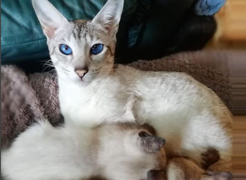 Magnifique chaton à adopter