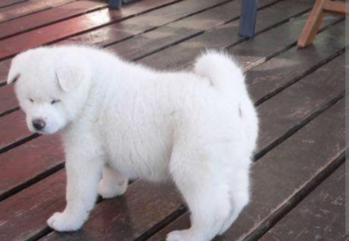 Chien Akita Inu blanc