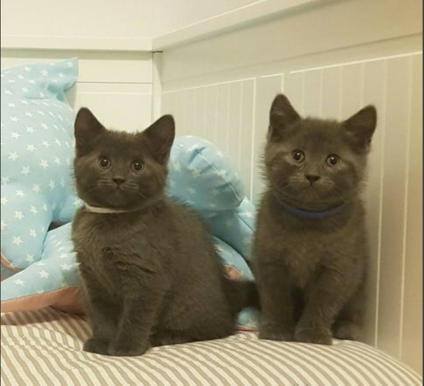 Magnifique chatons Charteux à adopter