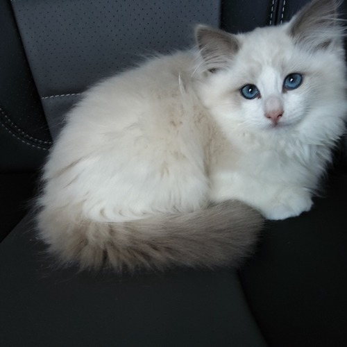 chatons ragdoll