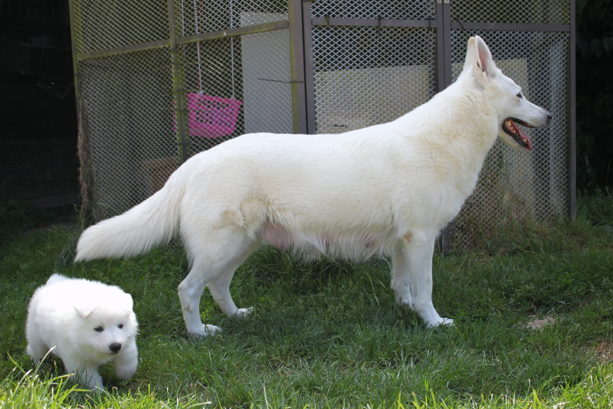 Chiots Berger Blanc Suisse