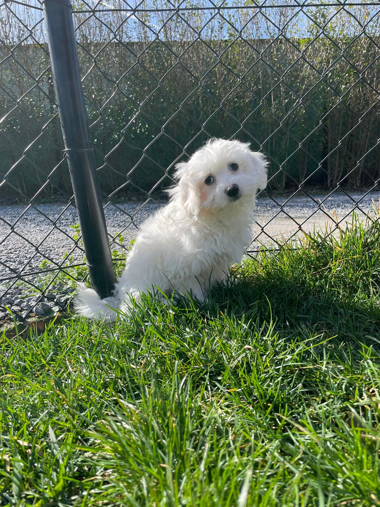 Maltipoo a vendre