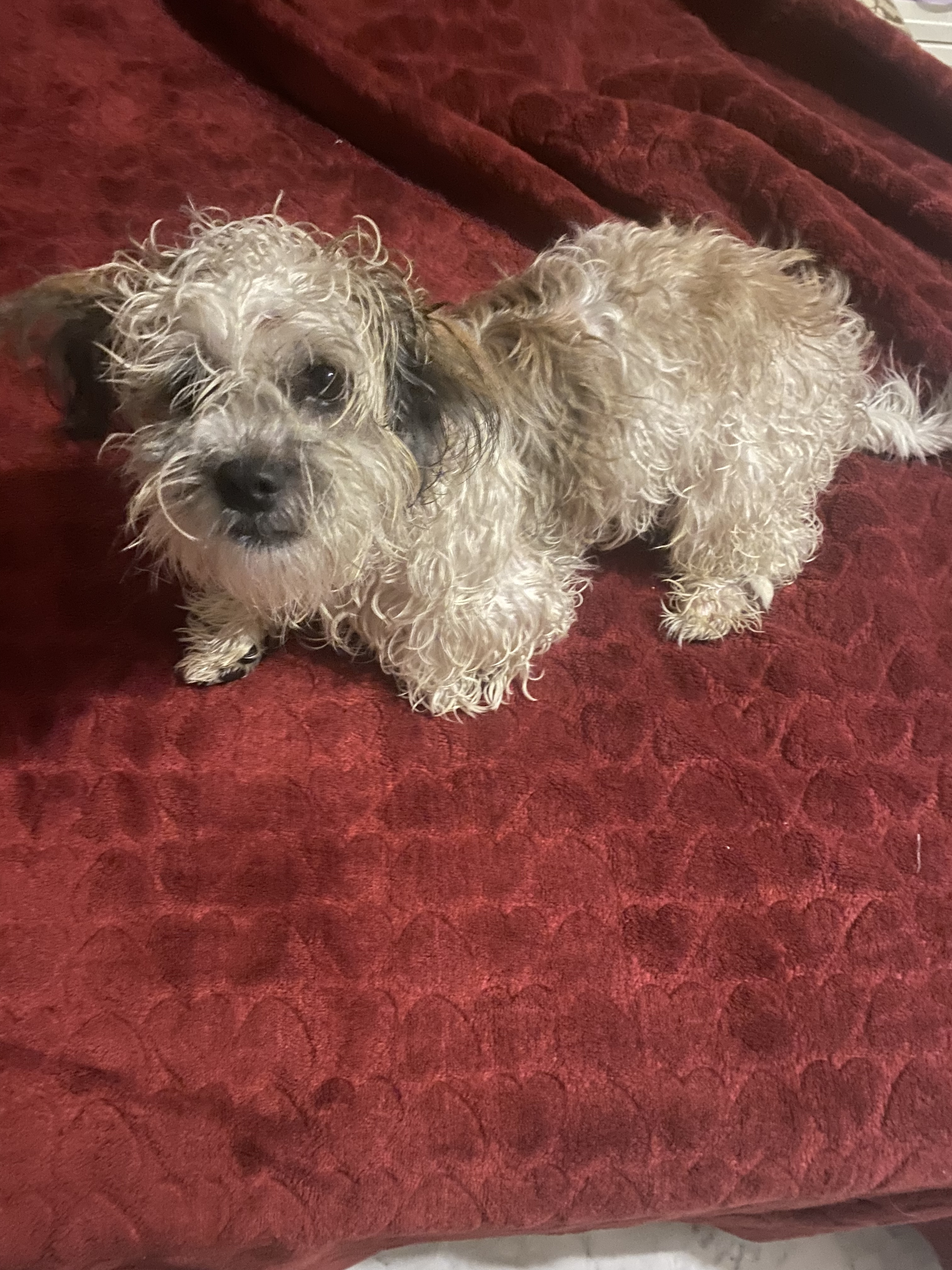 Bonjour je vends ma chien