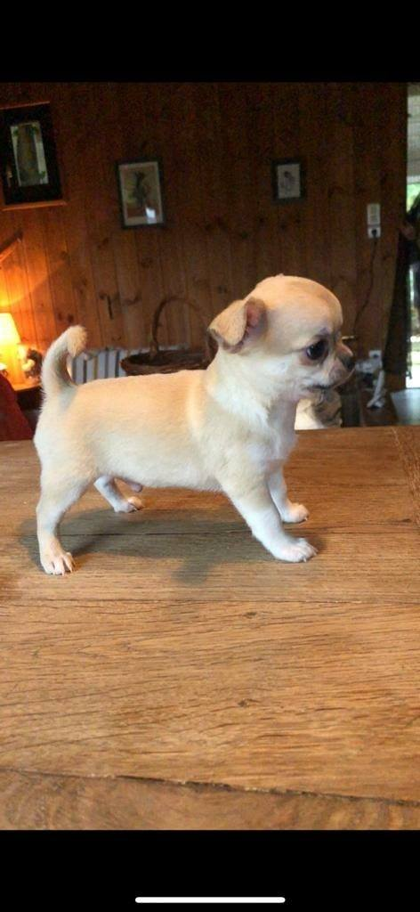 Chiots Chihuahua