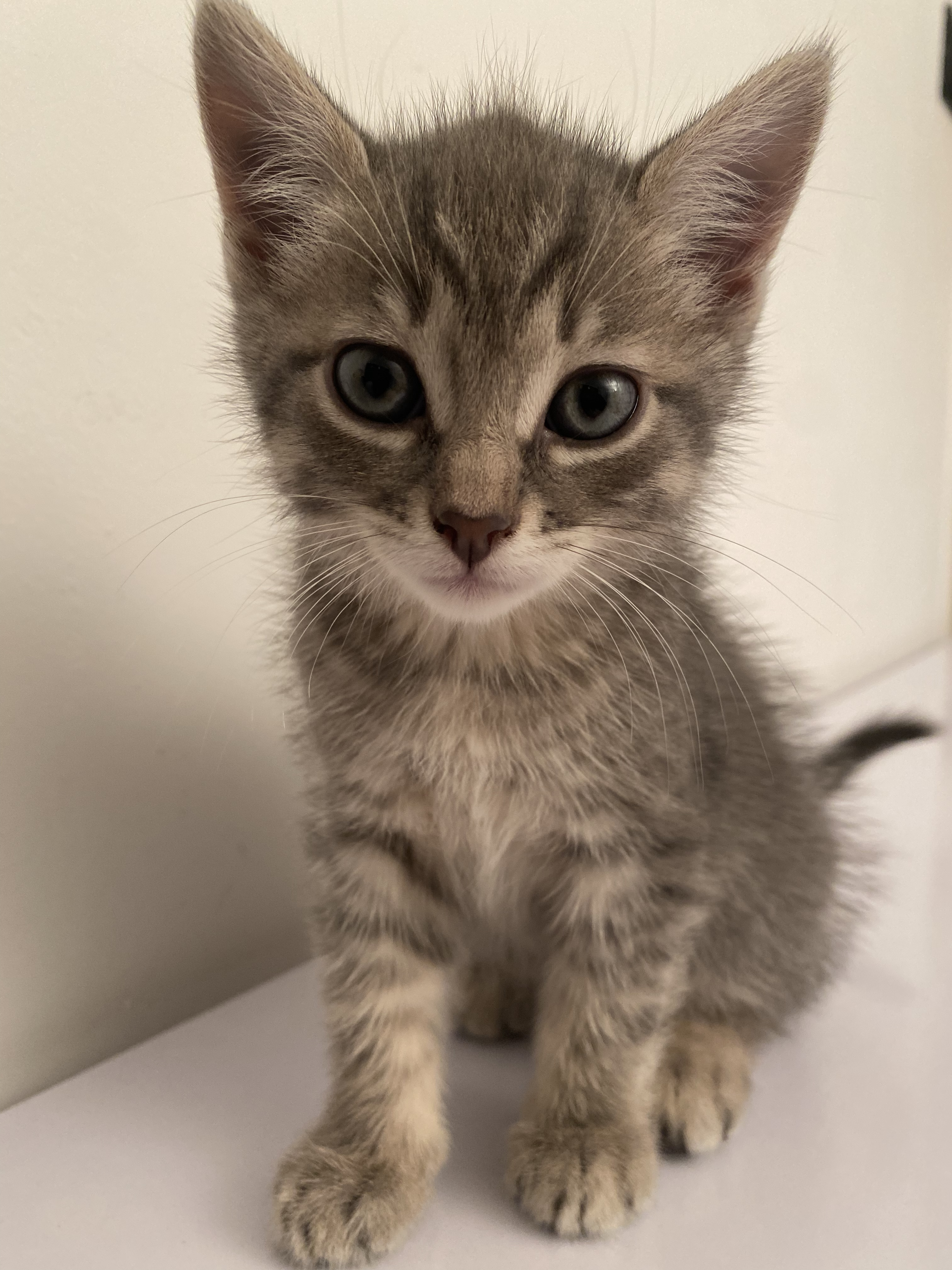 Chatons ainsi que maman