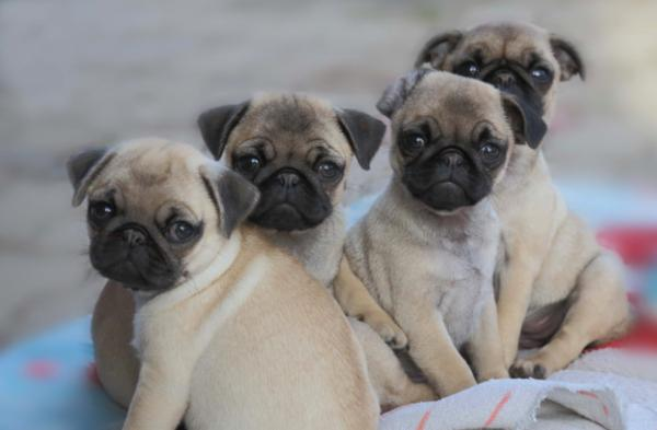 Chiots carlins à donner