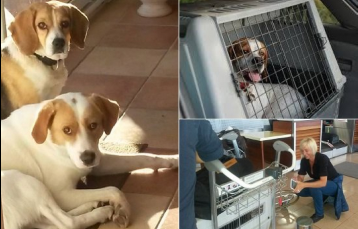 Vente des chiots