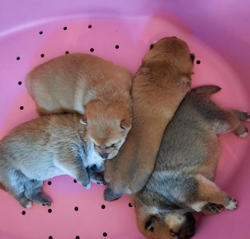 Chiot shiba