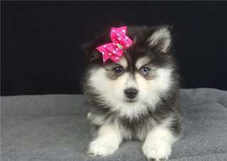 Chiot type pomsky, très câline à donner