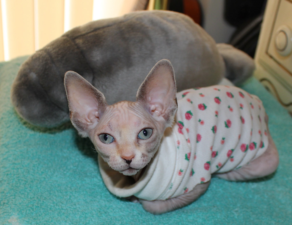 Chaton Sphynx femelle