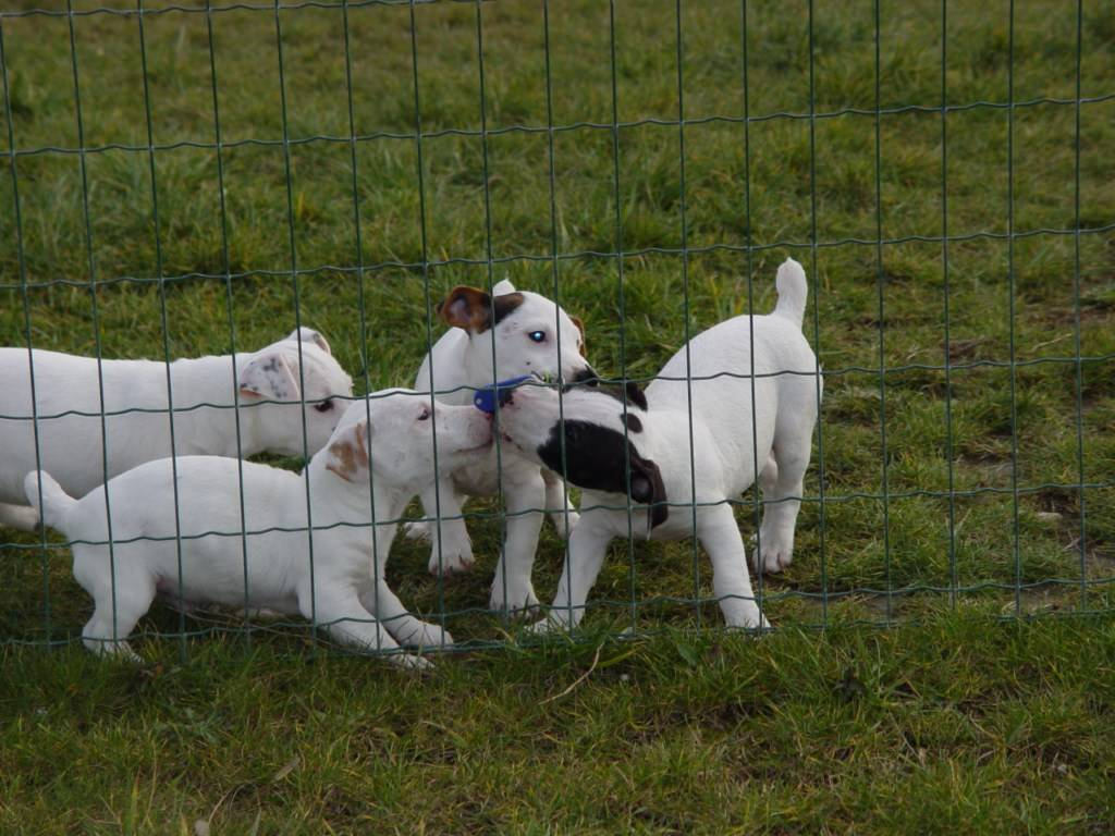 Magnifiques chiots jack russel