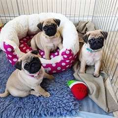 chiots carlin (pug) à donner urgemment