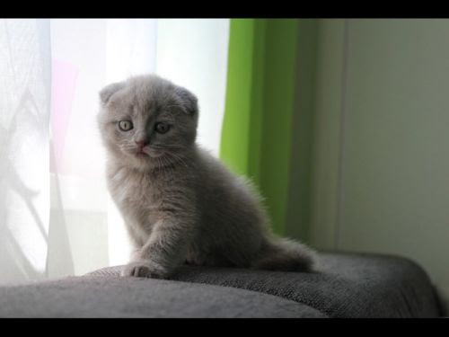 Chaton disponible pour adoption