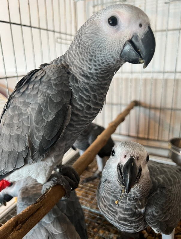 PERROQUET GRIS DU GABON ELEVE A LA MAIN