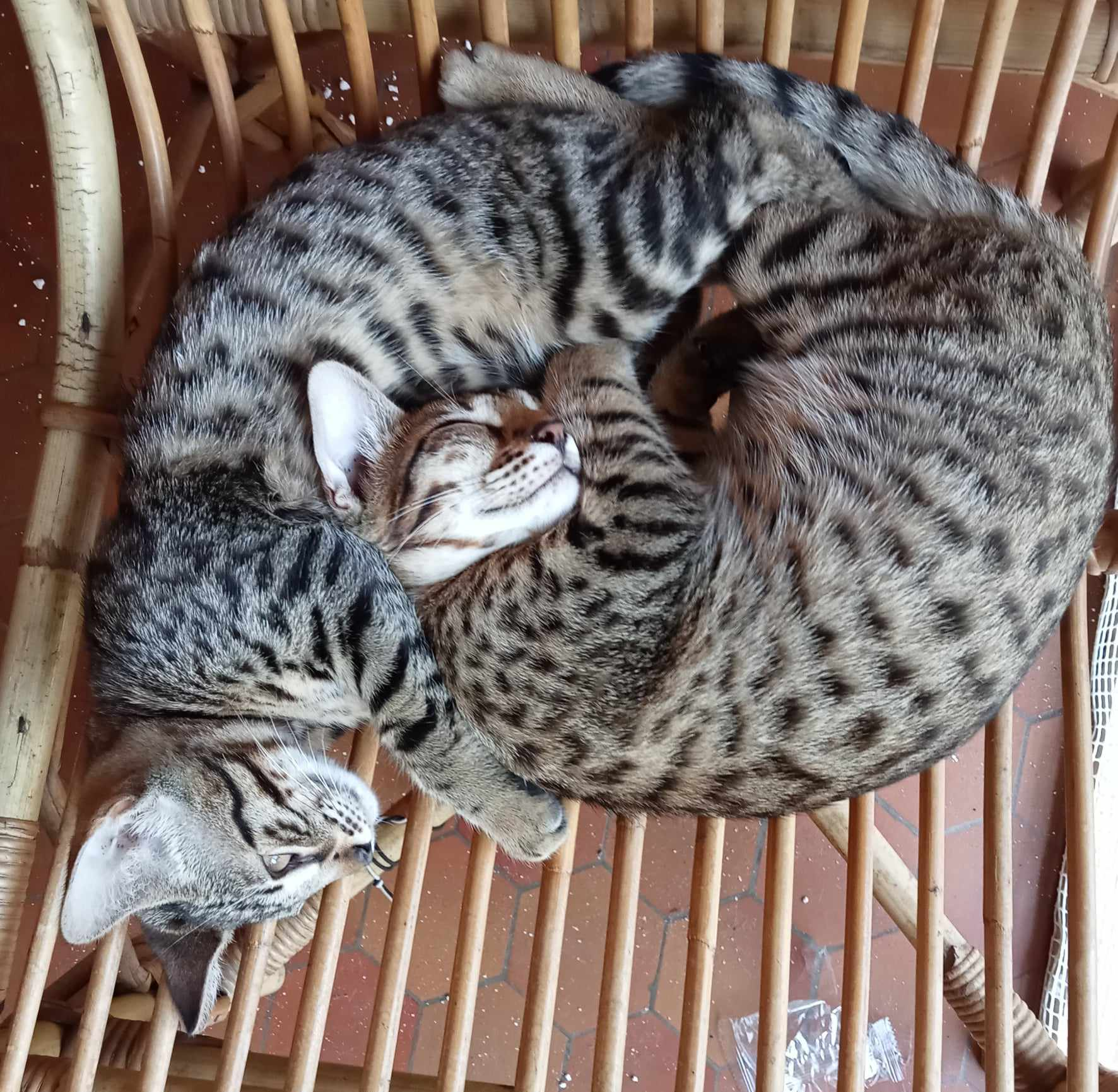 Unique en France! Jeunes cheetoh (mini guépards) à adopter