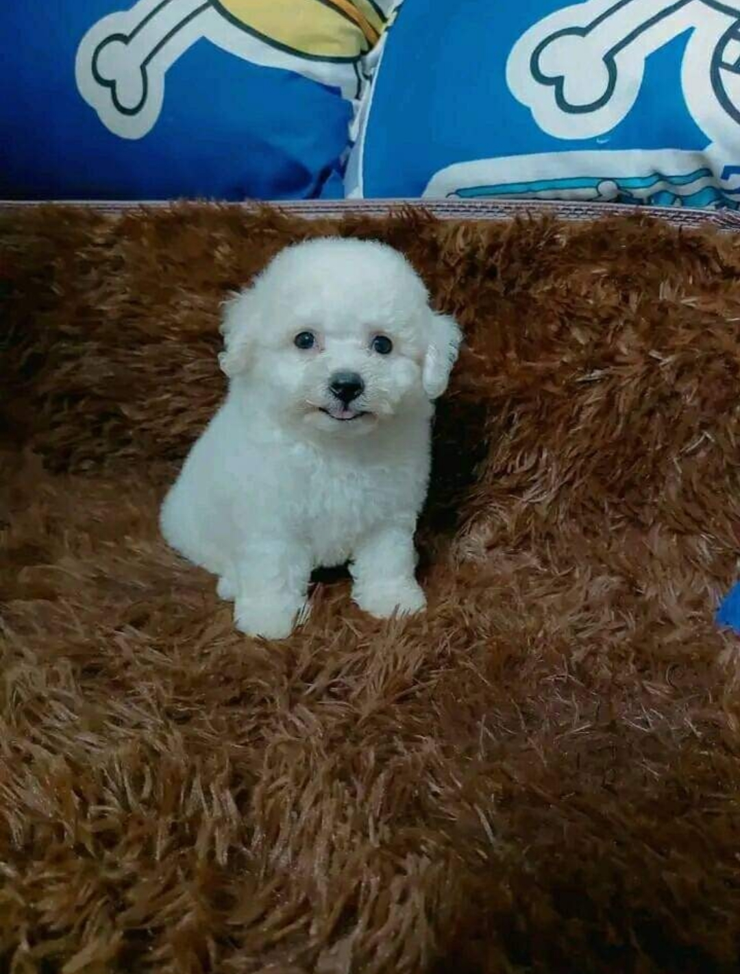 Bichon frisé